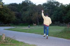Four attempts to become friends with Deer